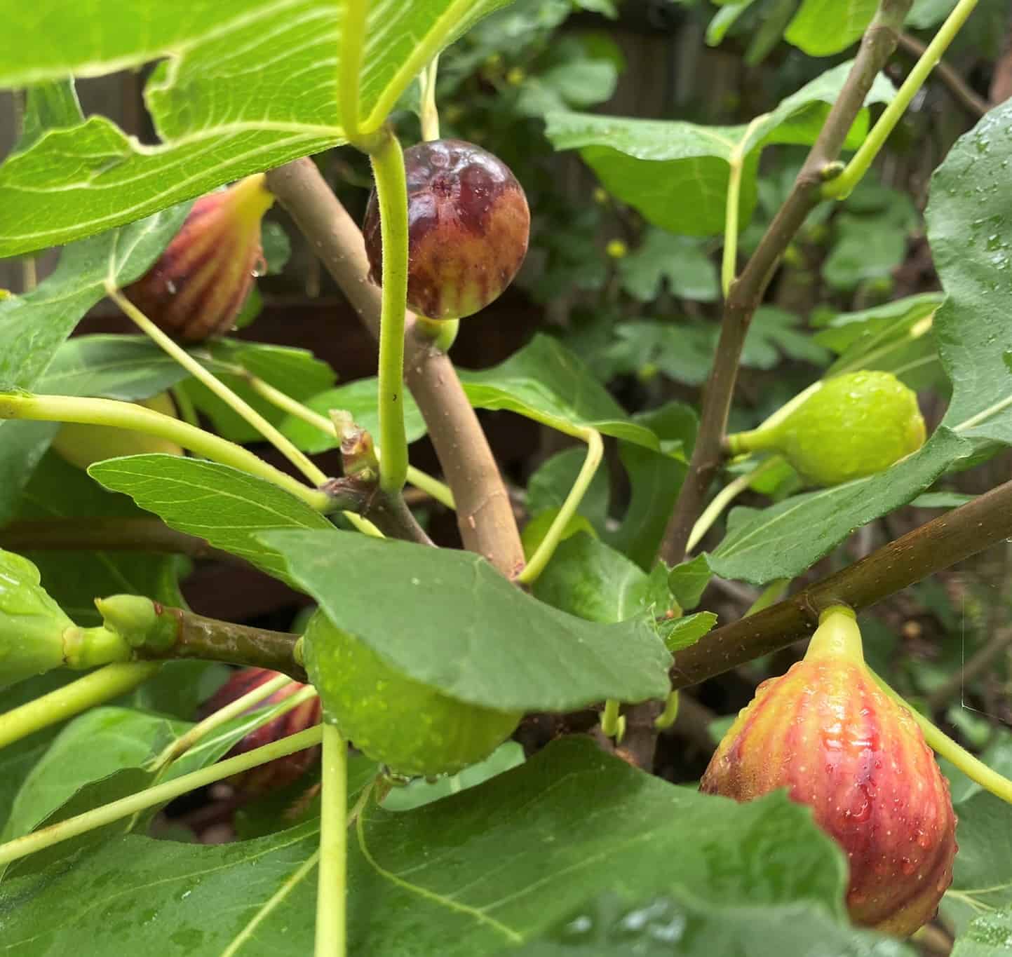 Jeremiah 24 discusses good figs and bad figs