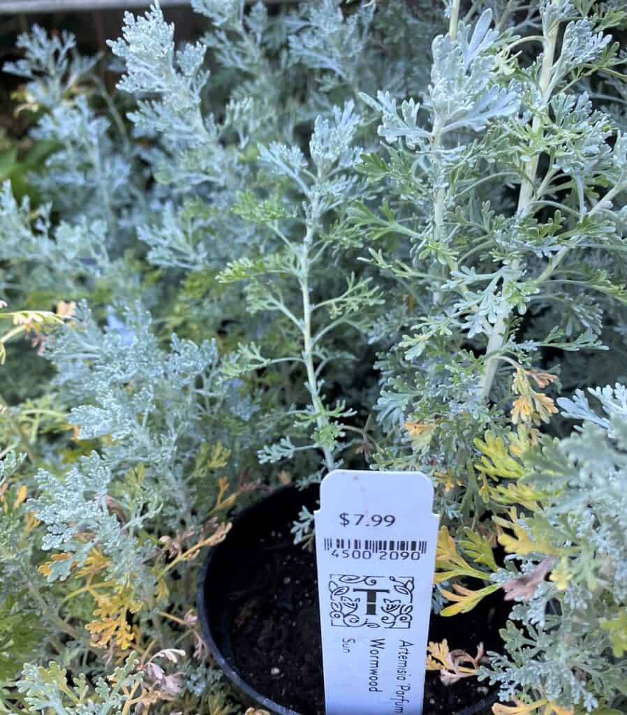 wormwood for sale at Tangletown gardens in Minneapolis
