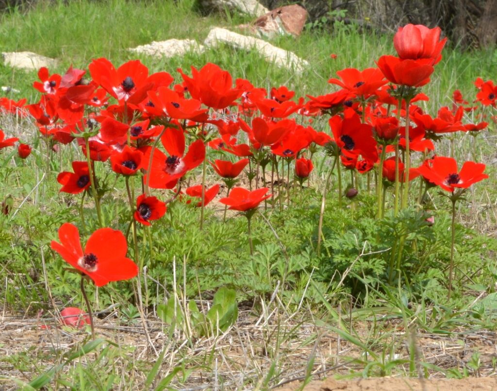 flowers of the field in Israel Ranunculus asiaticus