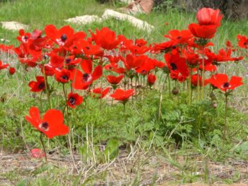 flowers of the field in Israel Ranunculus asiaticus