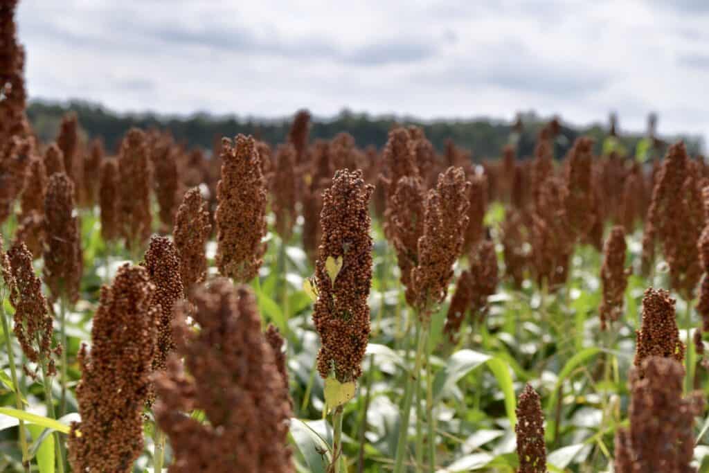 ©2019 Michele Dorsey Walfred Flickr photo
Sorghum, Grown in Delaware as a grain to feed chickens

