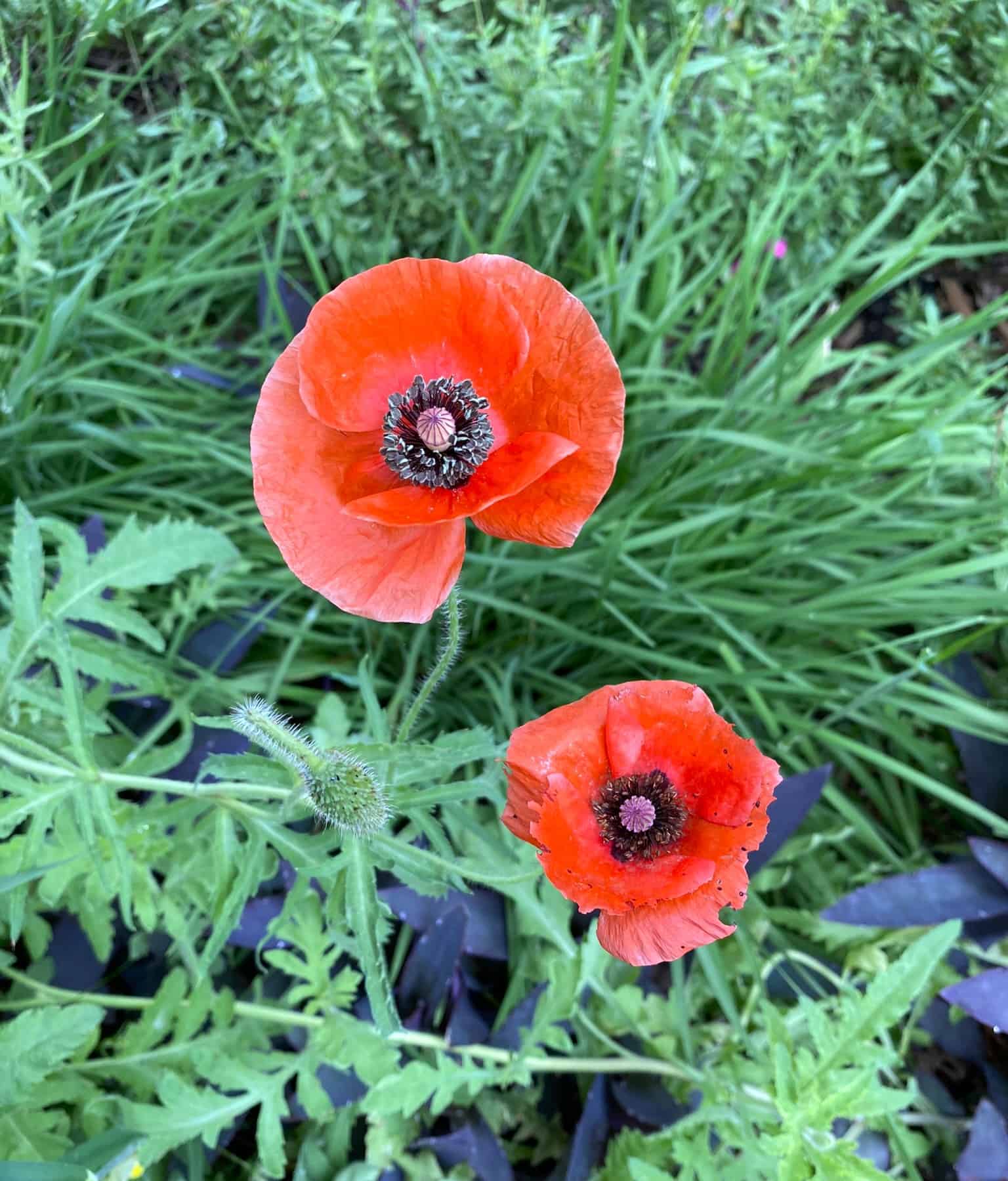 poppy flowers are stunning red against spring greens in the garden