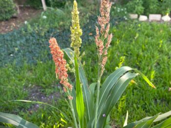 sorghum volunteer in a summer garden