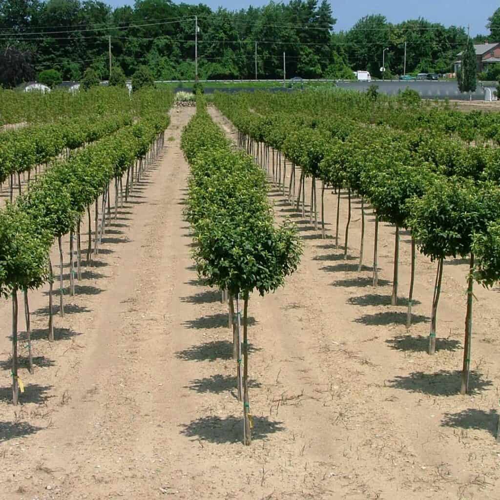 Lollipop Crabapples in production, courtesy of Spring Meadow Nursery - long, sweet rows of a father's tree