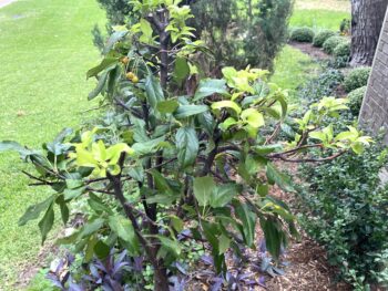 A Father's Tree - the Lollipop crabapple by Proven Winners ColorChoice Ornamental Trees just planted in a home garden