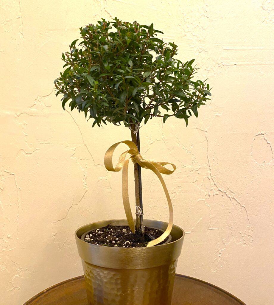 dwarf myrtle topiary available at garden centers