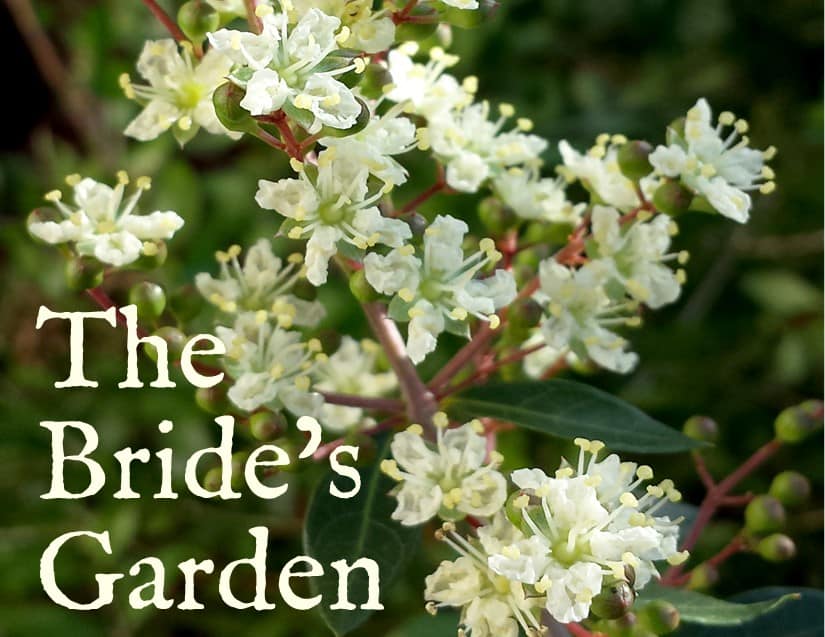 The Bride's Garden meme with henna blossoms