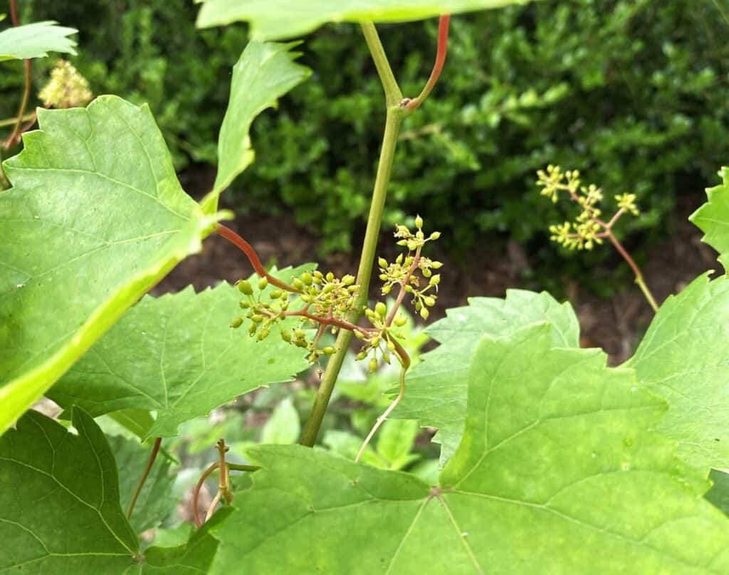 budding vines in a Texas garden