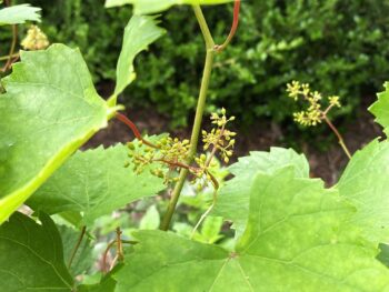 budding vines in a Texas garden