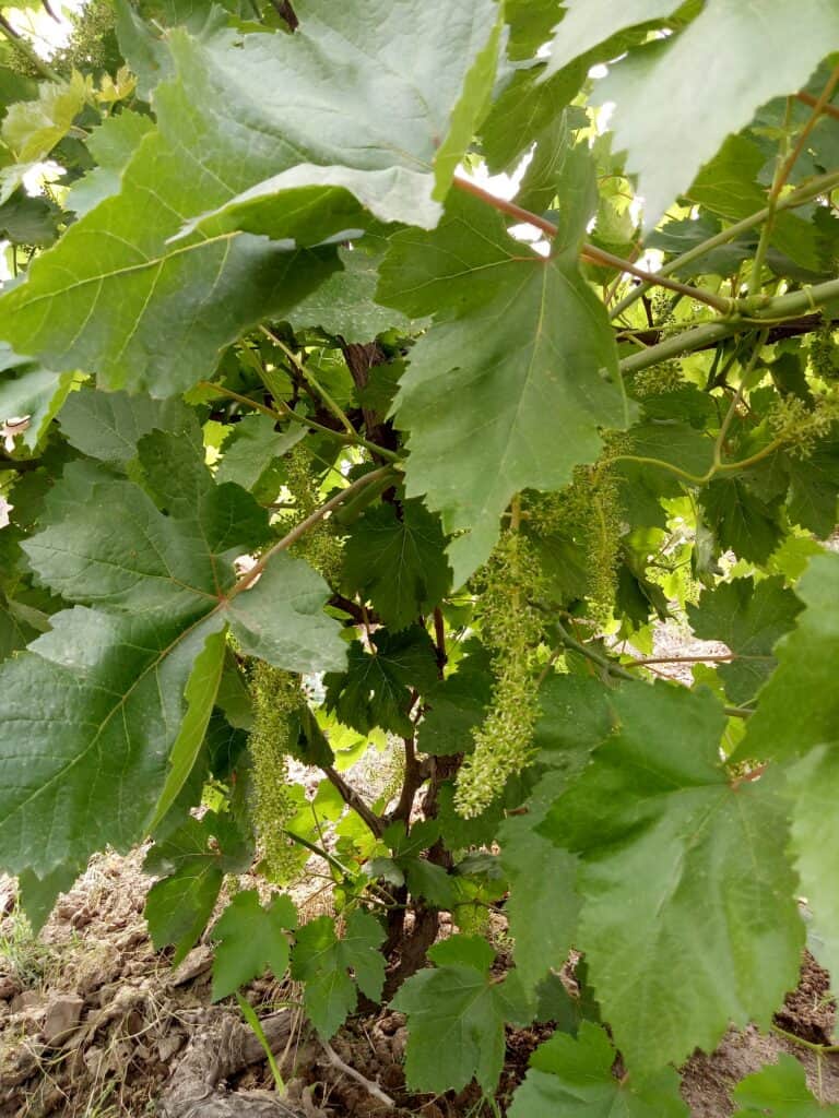 budding vines