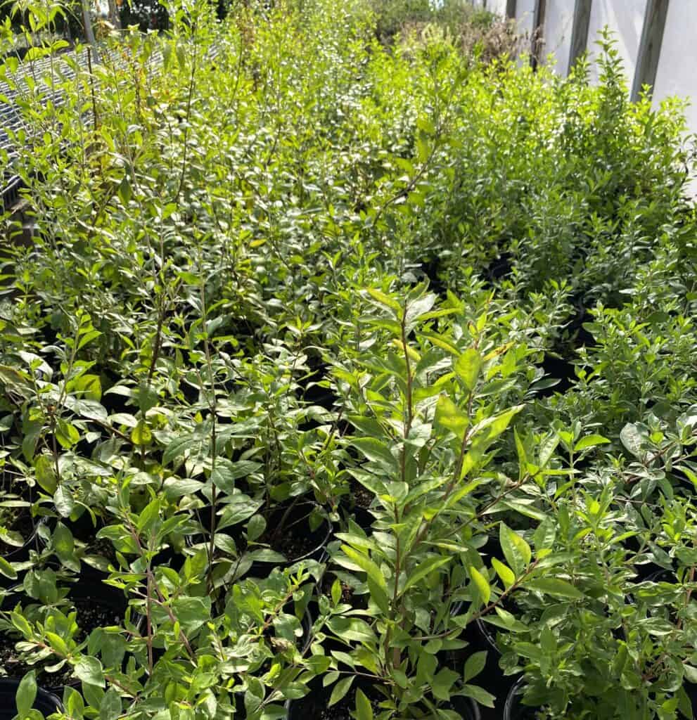 henna plants in a local greenhouse