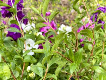 stock flowers behind henna plants to suggest blossoming henna