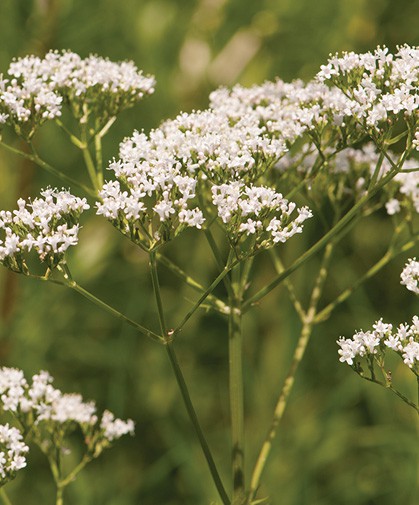 Valerian, Valeriana officinalis from Johnny's Seeds, is a close species to Biblical spikenard, Nardostachys jatamansi, which has a light scent to its flowers for fragrance everywhere in the garden