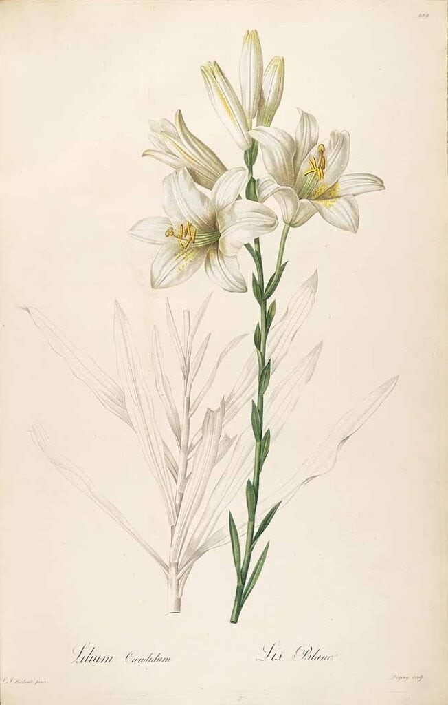 Lilium candidum drawn by P.J. Redoute (1805) the species probably intended by the Scripture "browsing among the lilies"