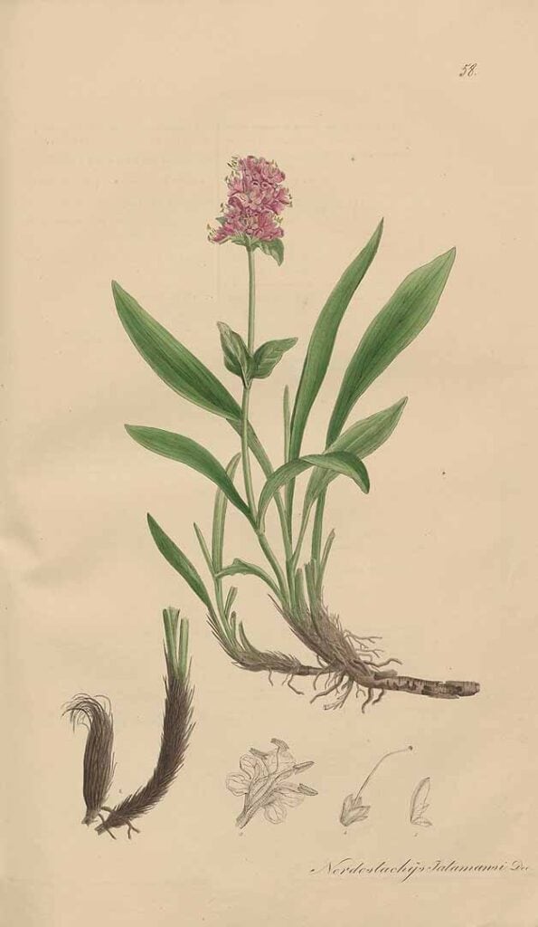 fragrance everywhere from spikenard, Nardochys jatamansi botanical illustration from 1828