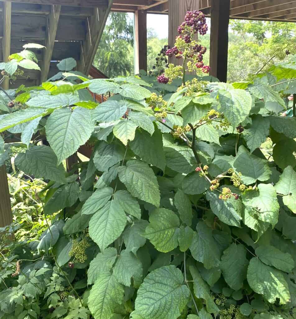 American Spikenard, Aralia racemosa, from a private garden in Minneapolis. Not a scented perennial but shares the name with Biblical spikenard