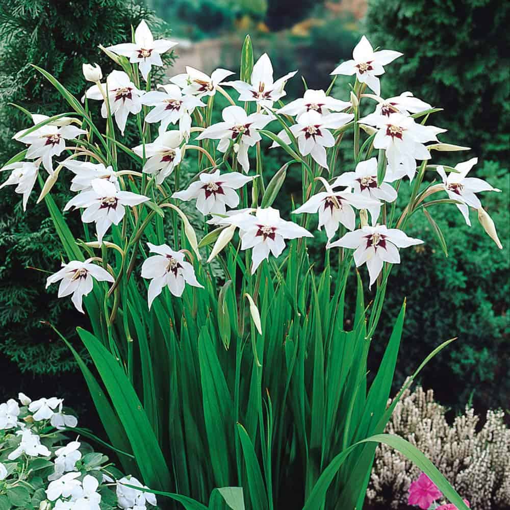 Gladiolus ‘Muriela,’ a Callianthus variety from Brent & Becky's Bulbs with a sweet scent for spreading fragrance everywhere