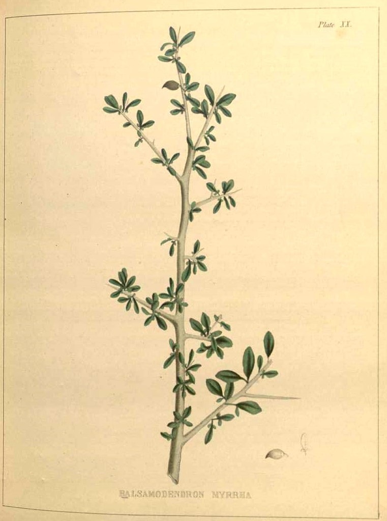 flowing myrrh in a historical botanical illustration, Commiphora myrrha was formerly named Balsamodendrum myrrha