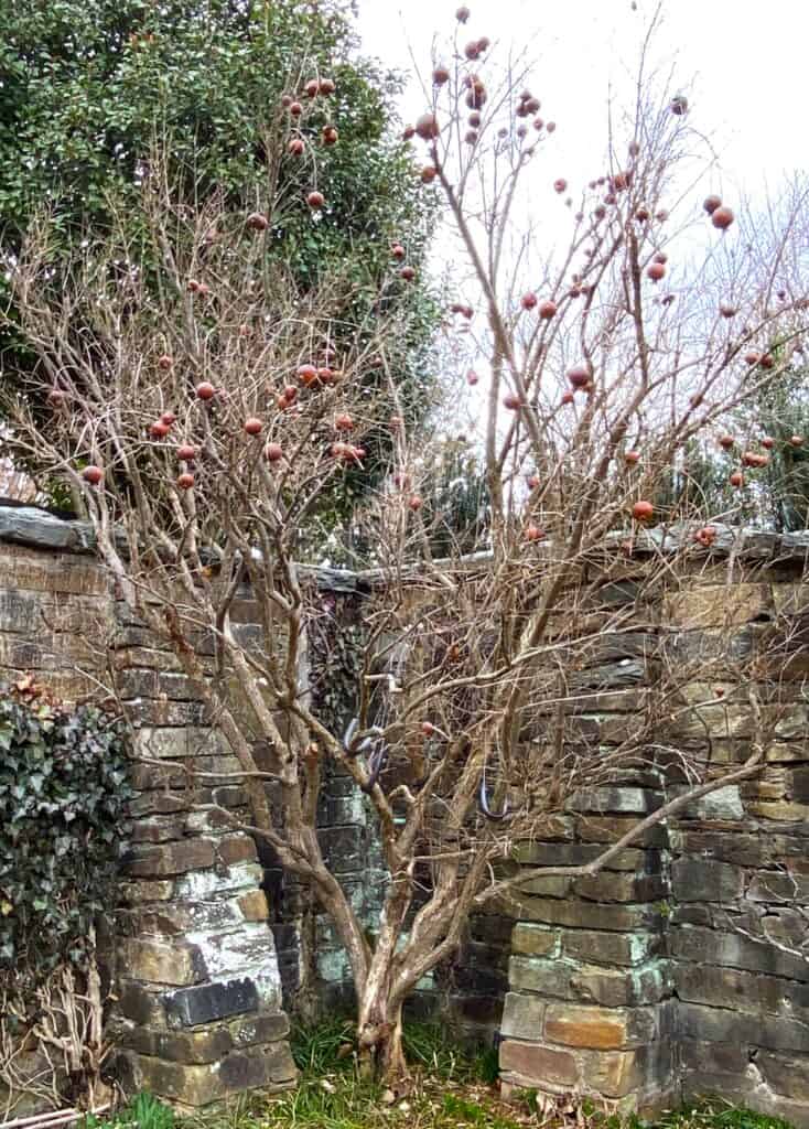 pomegranate tree at Dumbarton Oaks Gardens with dried fruit in winter