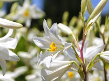 browsing among the lilies with Madonna Lily from Eden Brothers, photo from National Garden Bureau