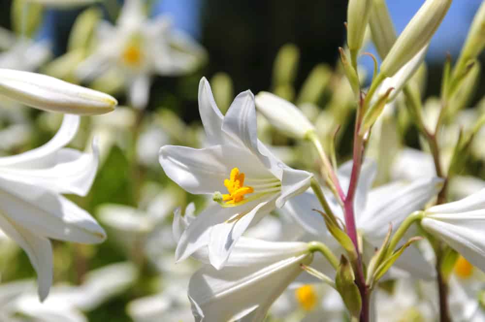 browsing among the lilies with Madonna Lily from Eden Brothers, photo from National Garden Bureau