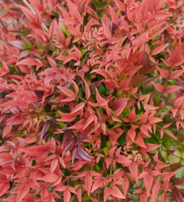 Cool Glow® Pomegranate Nandina from First Editions Trees & Shrubs