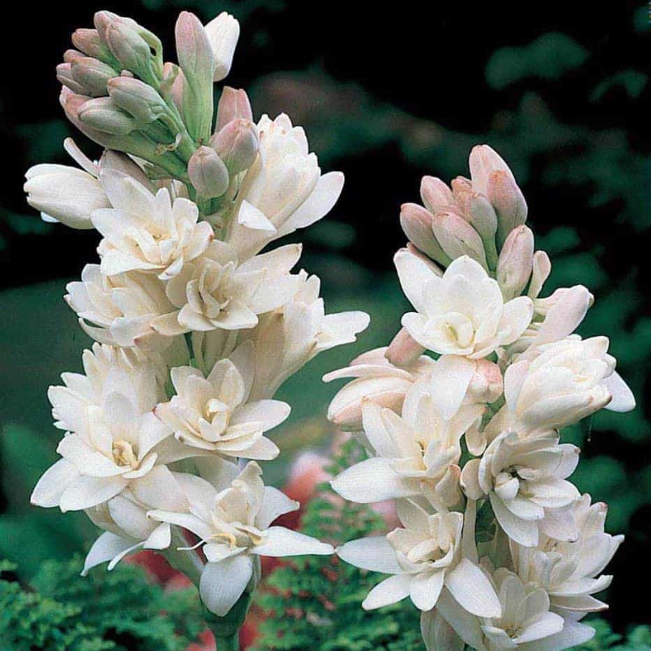 Tuberose, Polianthes tuberosa or Agave amica from Spring Hill Nursery sends fragrance everywhere in the garden or as cut flowers in the house