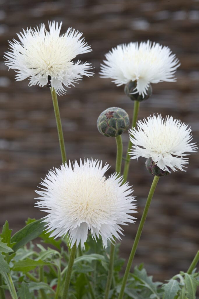 ‘Sweet Sultan The Bride,’ Centaurea moschata featured by National Garden Bureau has a delicious scent for spreading fragrance eveywhere