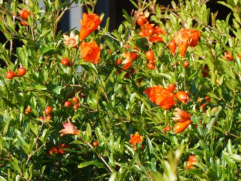 blooming pomegranates on the dwarf variety Punica granatum var. nana at Atlanta Botanical Gardens