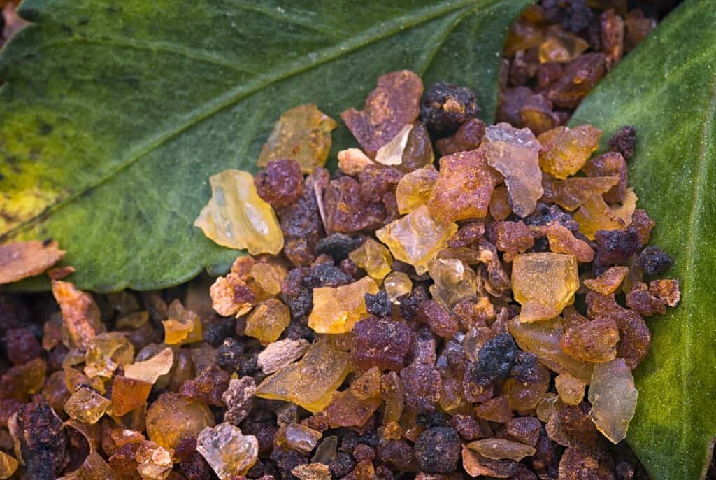 myrrh resin gathered from sap dripping on the tree's bark