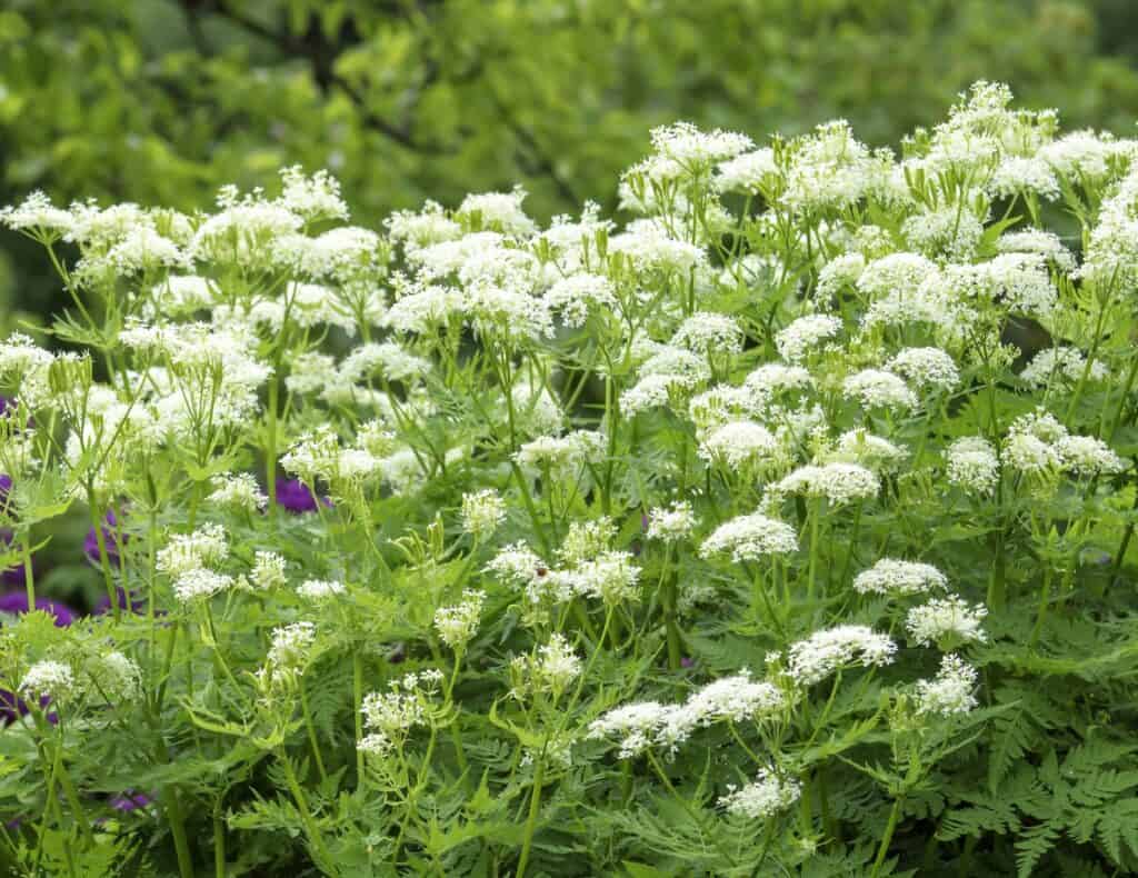 dense planting of myrrhis odorata flowers, not the same as flowing myrrh of the bible