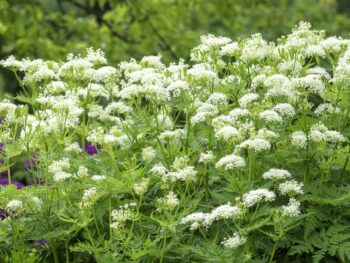 dense planting of myrrhis odorata flowers, not the same as flowing myrrh of the bible