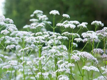 find fragrance everywhere is a filed full of valerian, a similar plant to nard or spikenard