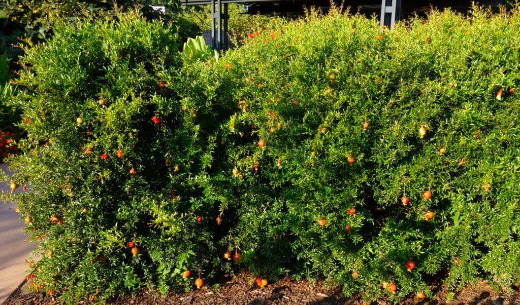 blooming pomegranates hedge at Atlanta Botanical Gardens