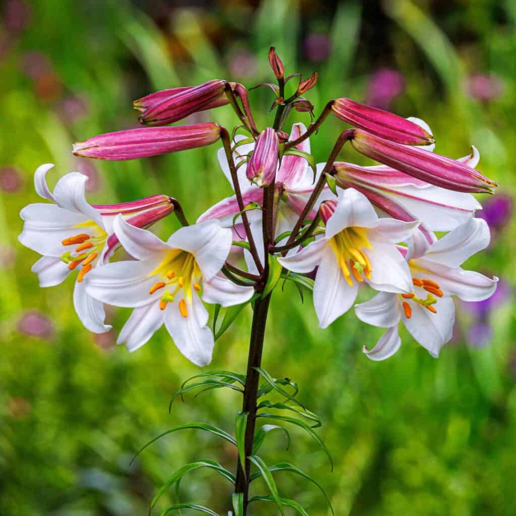 browsing among the lilies can include these beauties, Ragalealy lily bulbs from Eden Brothers, featured at NGB