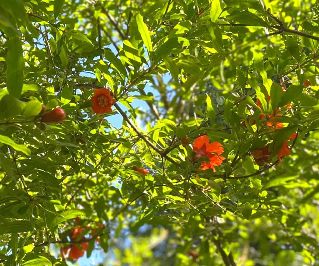 blooming pomegranates in summer sunlight