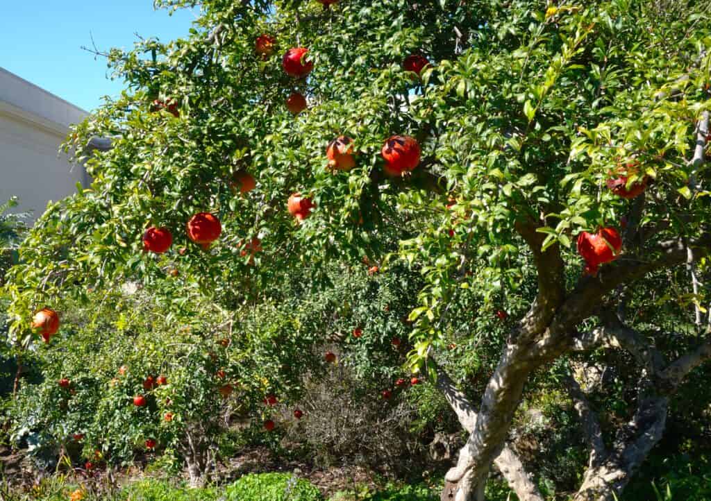 'Wonderful' pomegranates fill the trees at Huntington Library & Botanical Gardens