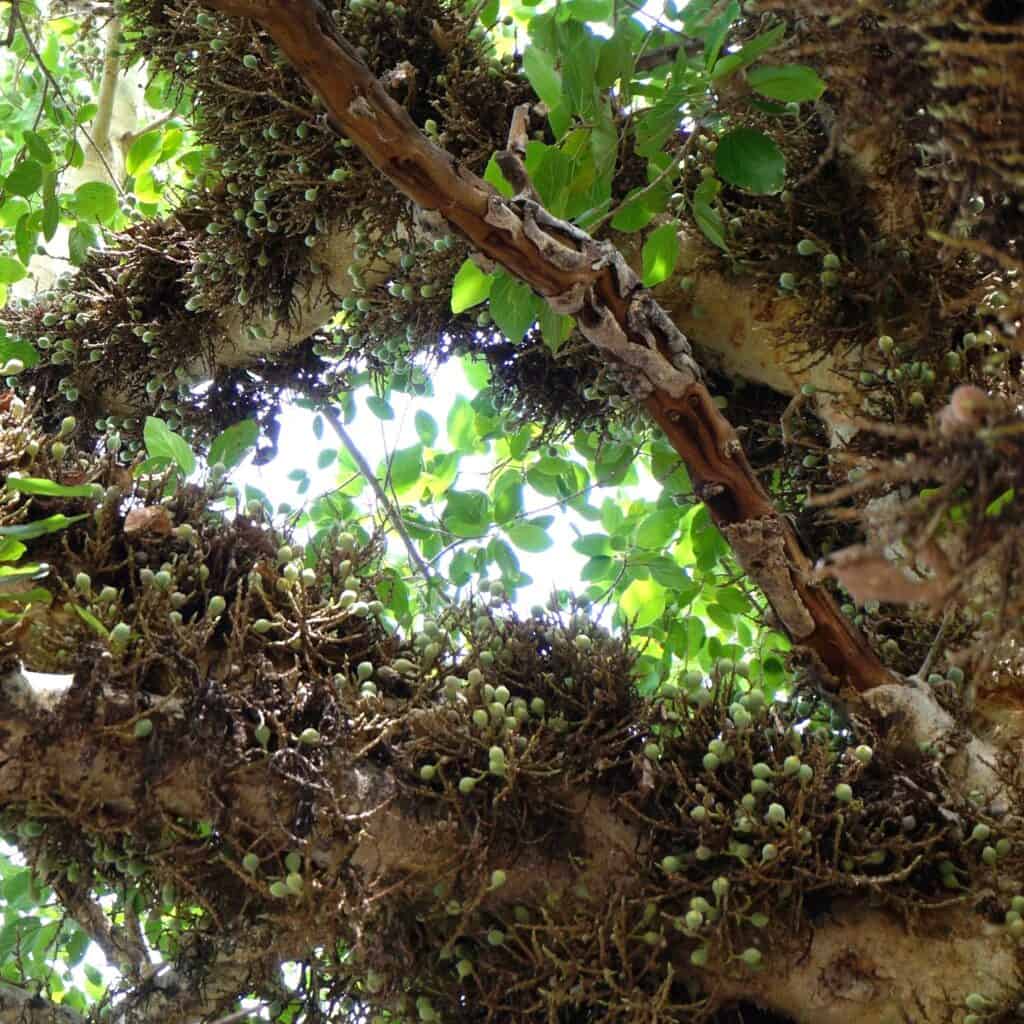 sycomore figs on trunk and branches from a tree at the L.A. Arboretum