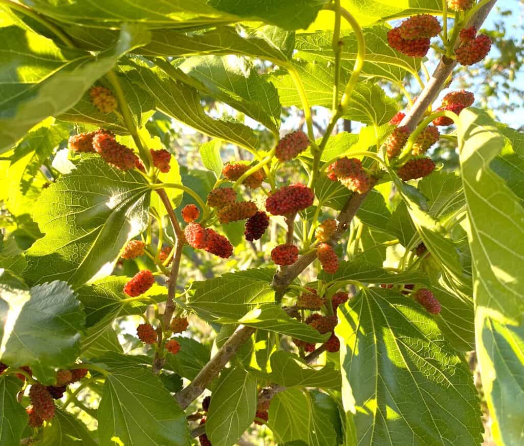 faith-moving mulberry trees Morus rubra ripening in Texas