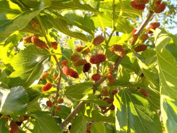 faith-moving mulberry trees Morus rubra ripening in Texas