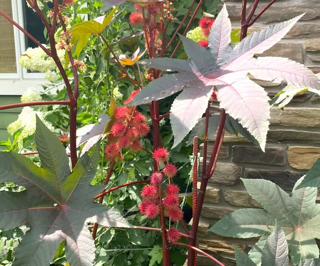 cast away your cares with castor bean - detail of colorful leaves and fruit