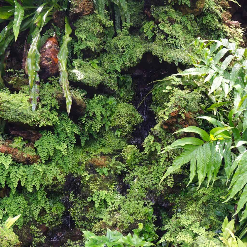 garden refuge in the Fern Dell at Lincoln Park Conservatory, Chicago, IL