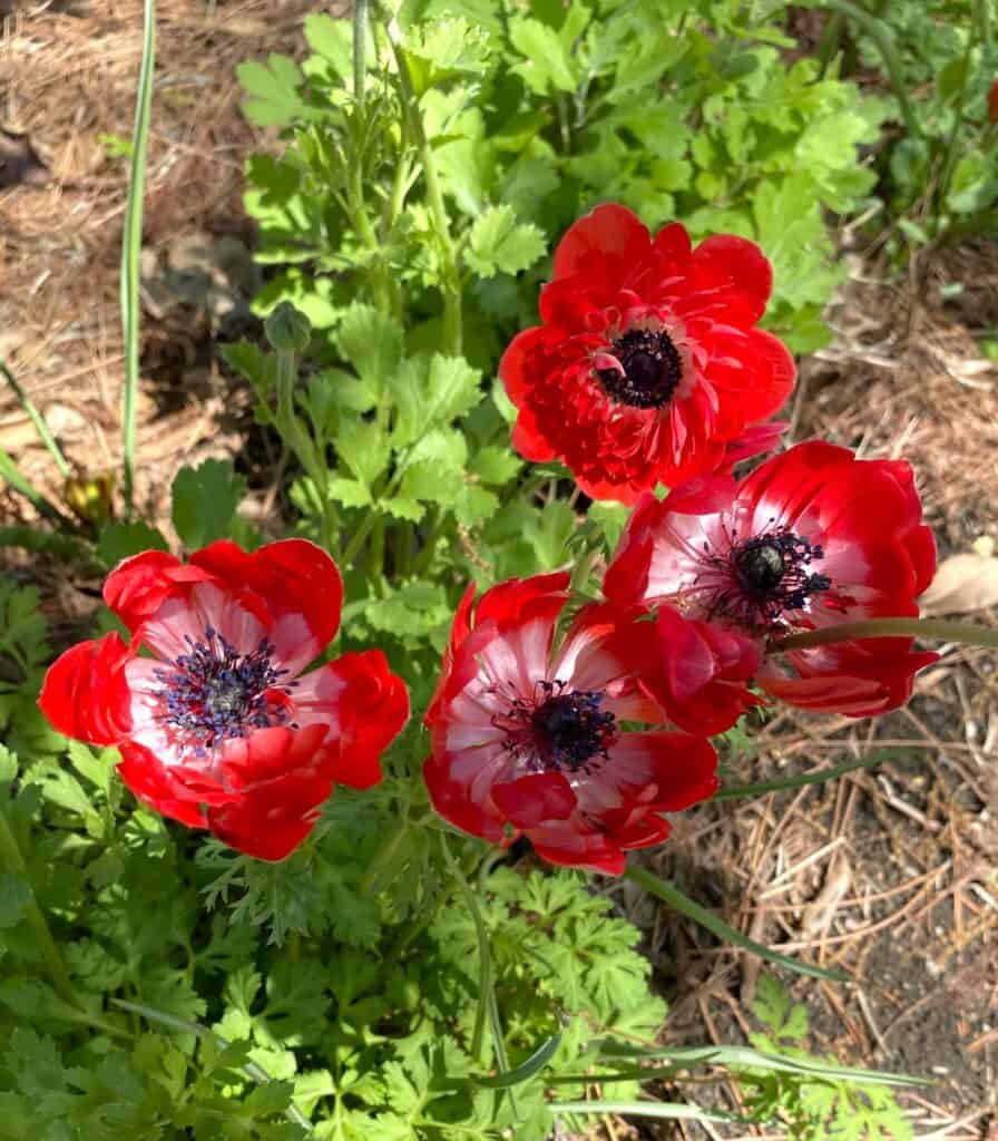 red crown anemones for garden communion