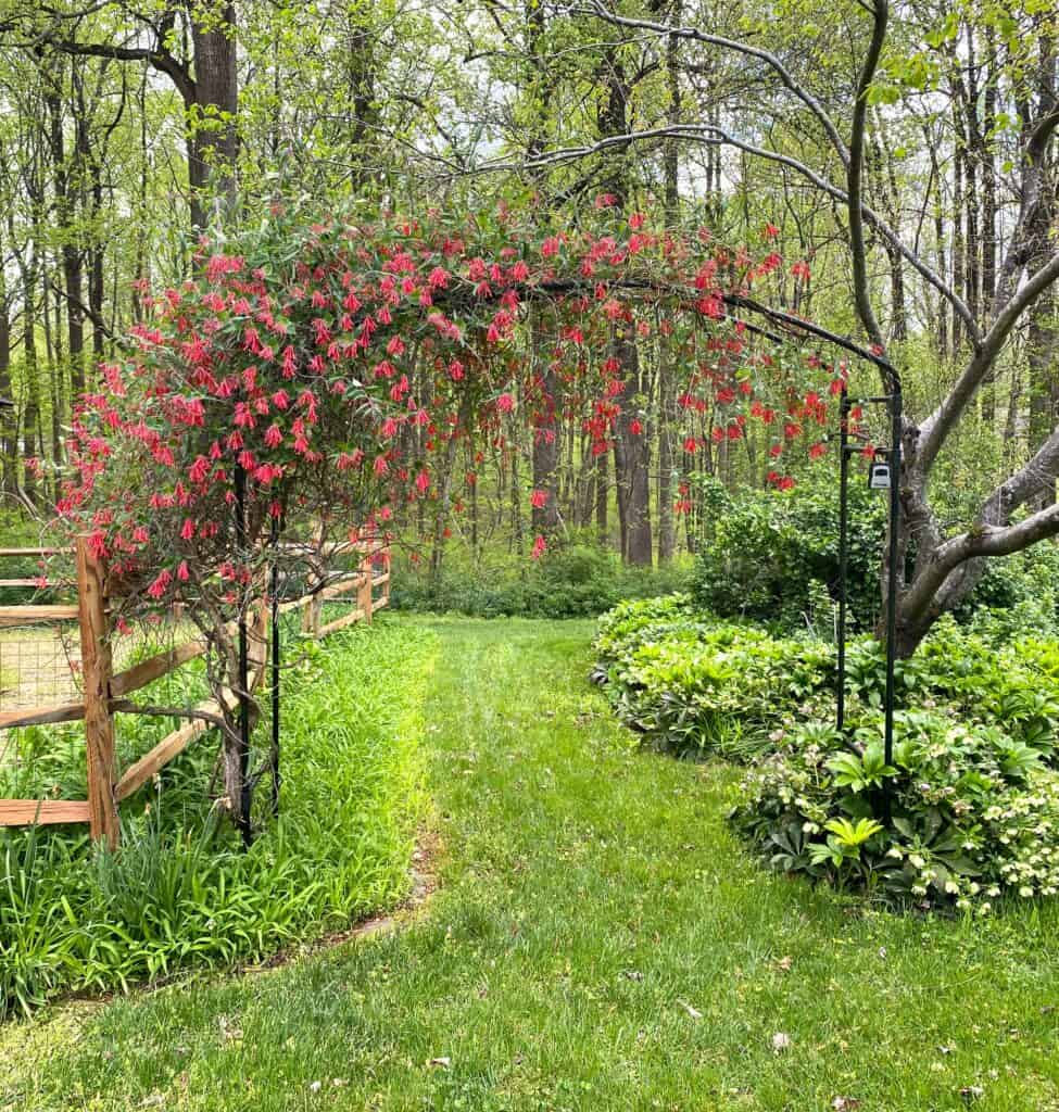 glorious red blooming vine invites garden communion with God
