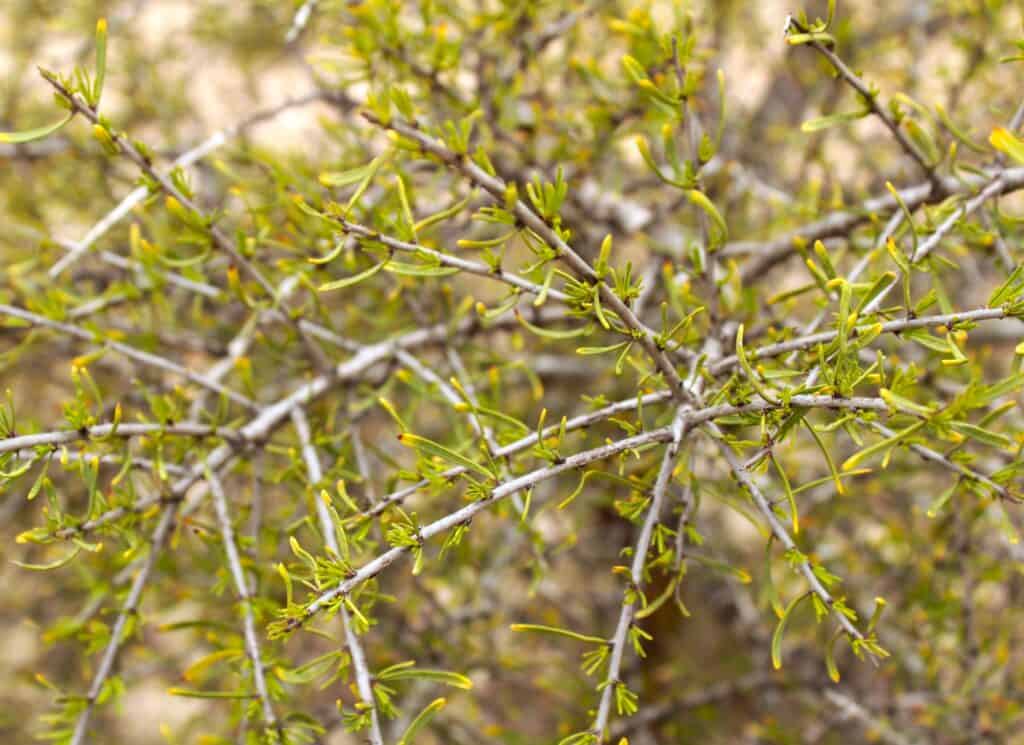 © Soniabonet | Dreamstime.com Rhamnus lycioides known as hedge of protection in the Bible