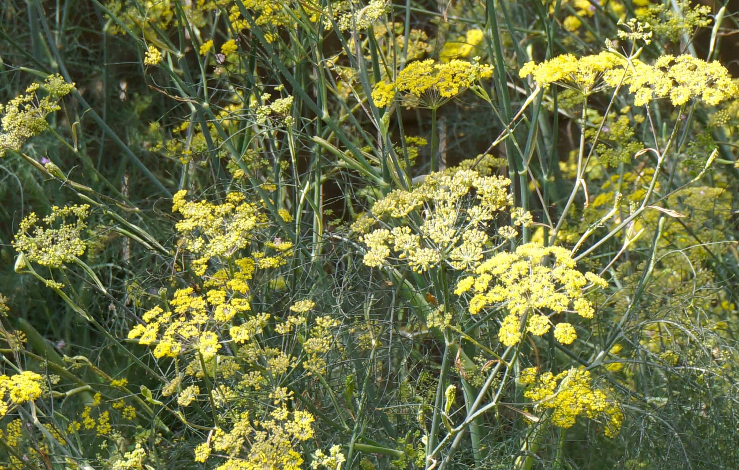 ©2021 Shelley S. Cramm Smokey Bronze Fennel Foeniculum vulgare var. in full bloom in a Texas garden ©2021 Shelley S. Cramm Smokey Bronze Fennel Foeniculum vulgare var. in full bloom in a Texas garden