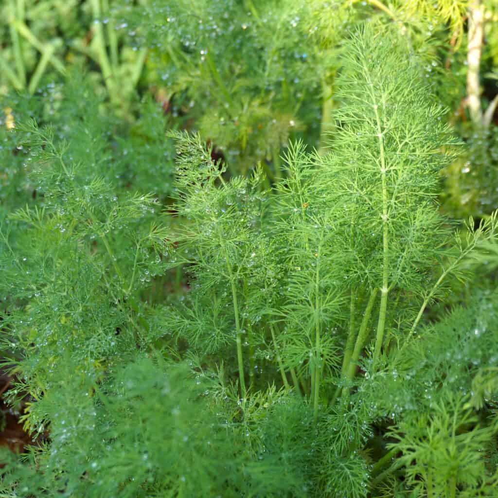 dill seedlings watered with morning dew