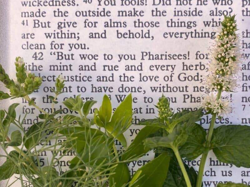 herbs of the Bible are mentioned in Luke 11:42 and throughout the Book