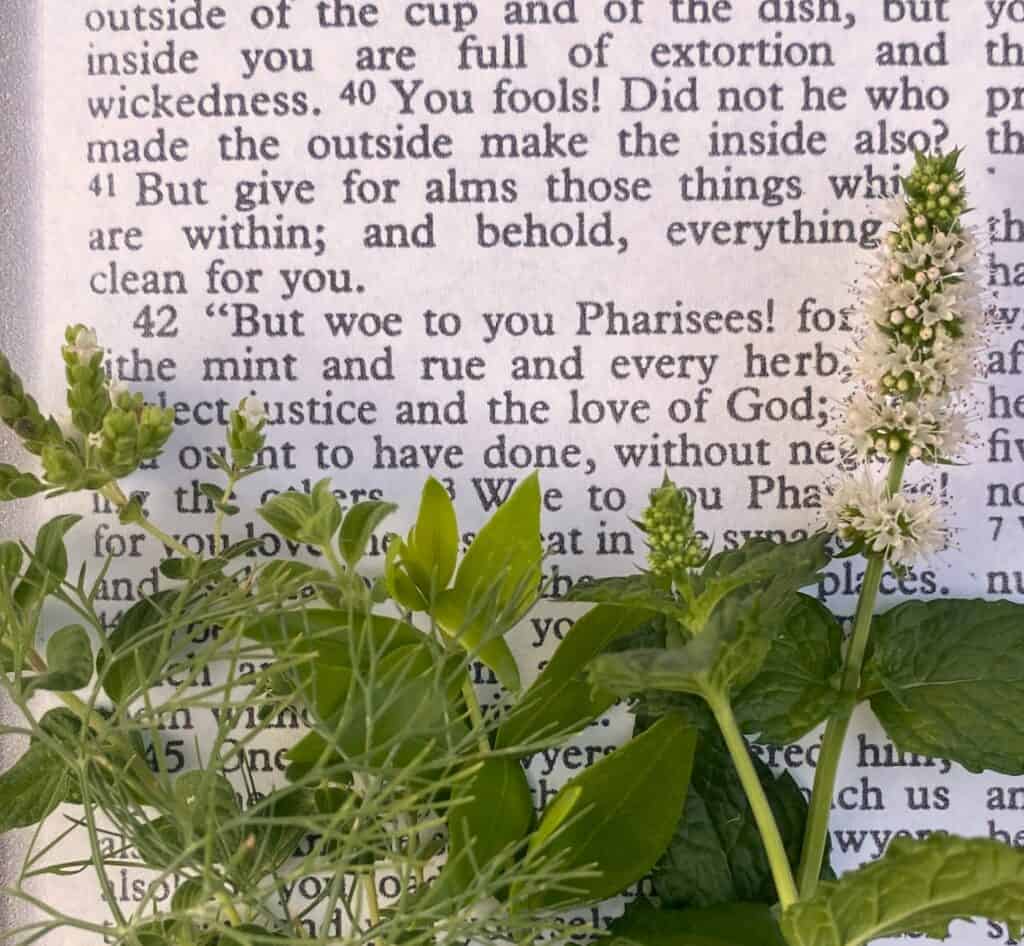 herbs of the Bible with Bible page of Luke 11:42
