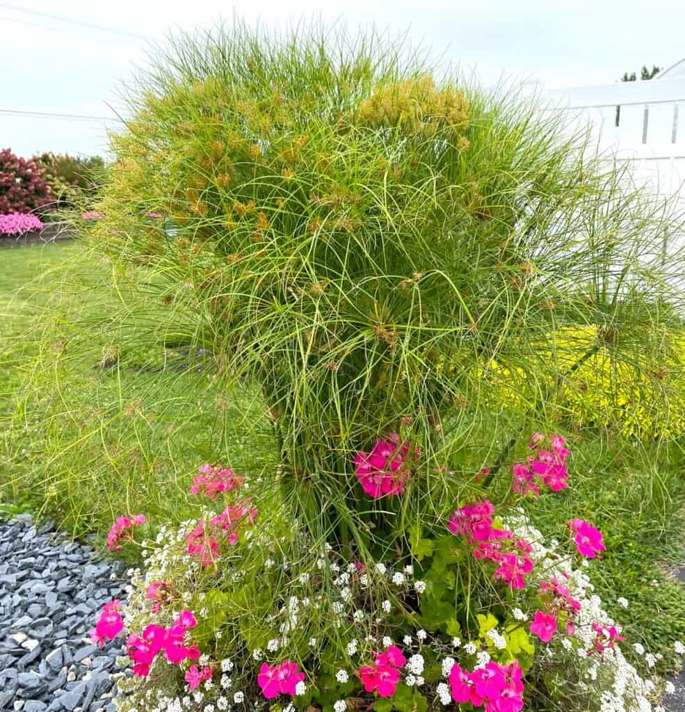 papyrus "thriller" in a pot - another view of Bible plants in Grand Rapids at Gardens Crossing nursery